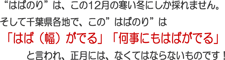 千葉のお正月にはかかせない はばのり 本物の磯の香り